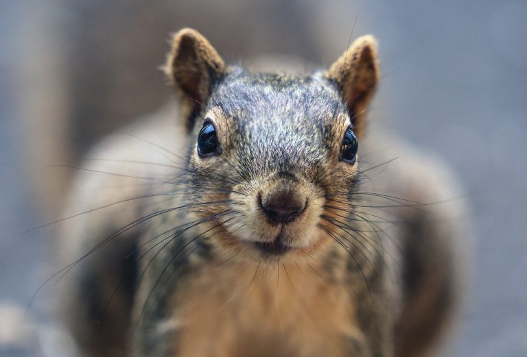 squirrel, whiskers, animal-7991828.jpg